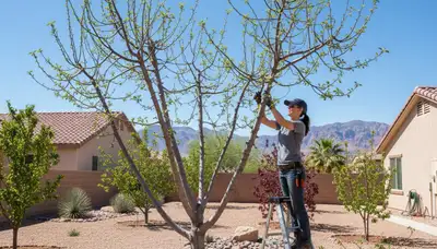 Arborist pruning fruit tree with loppers in Las Vegas NV backyard orchard for healthy harvest growth