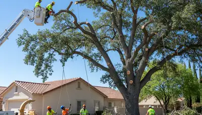 Arborists performing large tree removal in Jean, Las Vegas NV using bucket trucks and rigging equipment