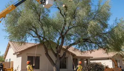 Arborists removing large tree with bucket truck in North Las Vegas NV residential yard safely