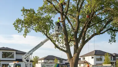 Arborist pruning a residential tree for health and safety in Las Vegas, NV