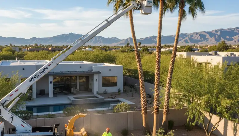 Professional tree removal service in Las Vegas NV safely cutting and clearing large desert trees