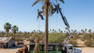 Professional tree removal service in Las Vegas NV safely cutting and clearing large residential trees