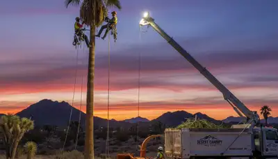 Professional tree removal service in Las Vegas NV by certified arborists