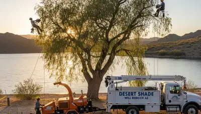 Professional tree removal service in Las Vegas NV safely cutting and clearing large trees